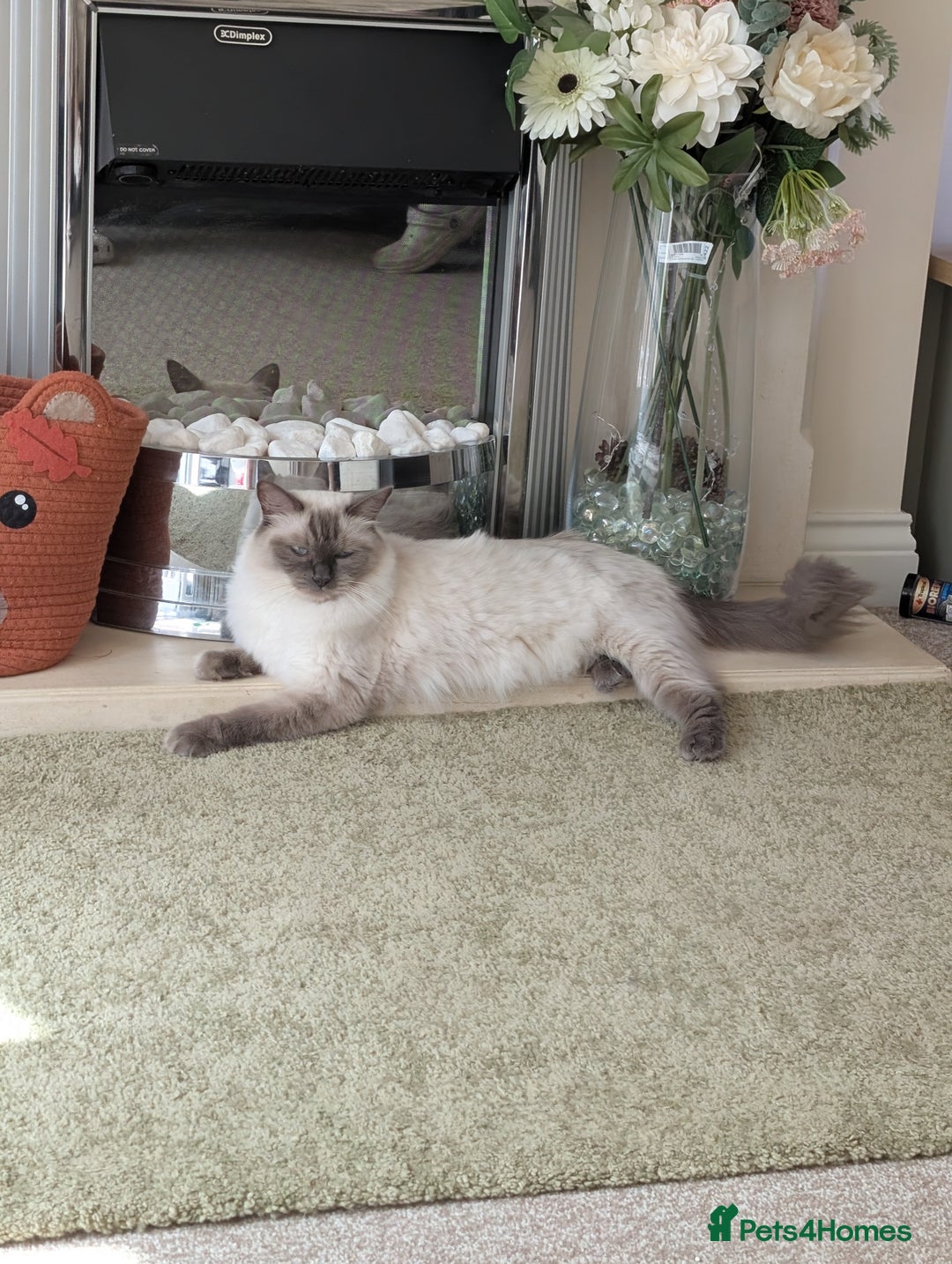 Ragdoll cats for sale: 4 gorgeous ragdoll kittens  - Image 10
