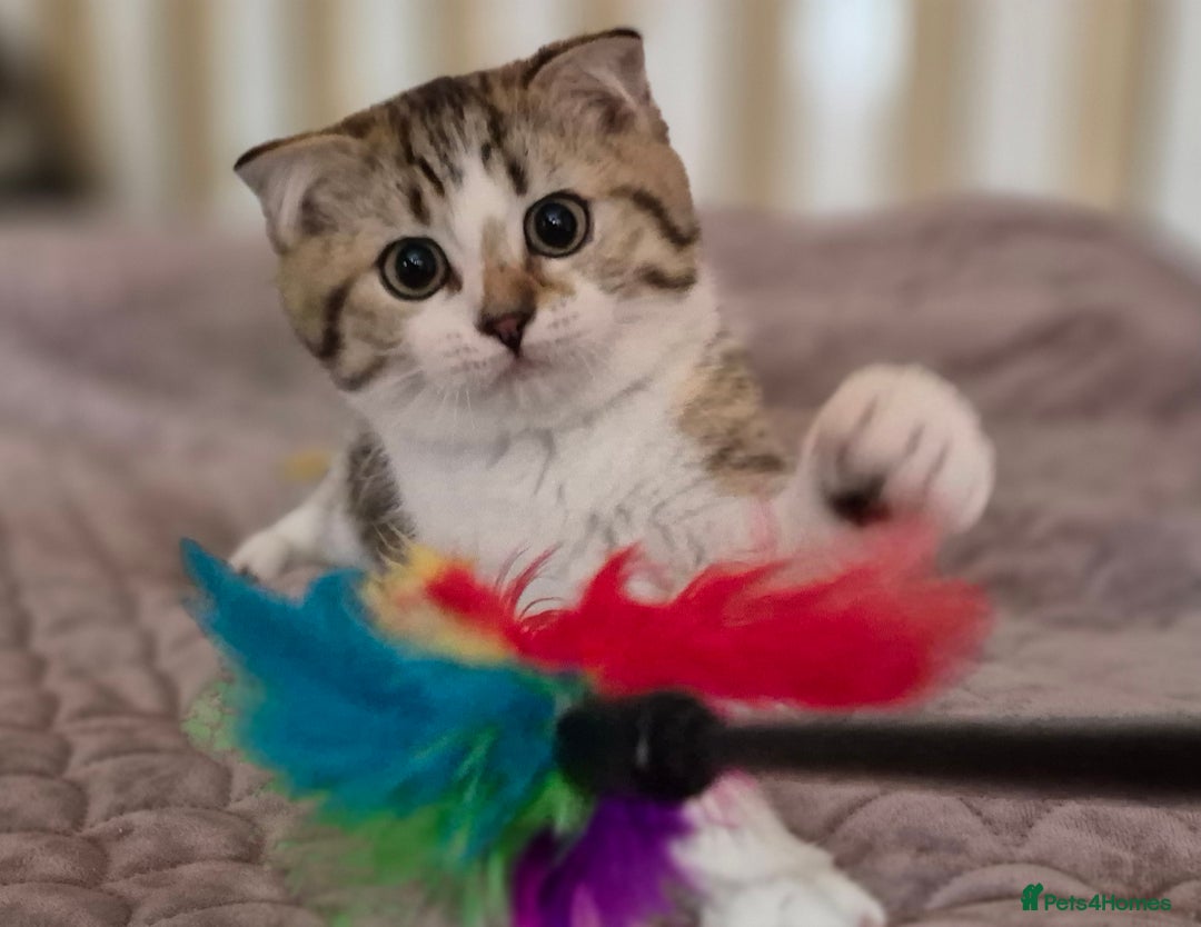 Scottish Fold cats for sale: TICA registered Scottish Fold ready to collect  - Image 7