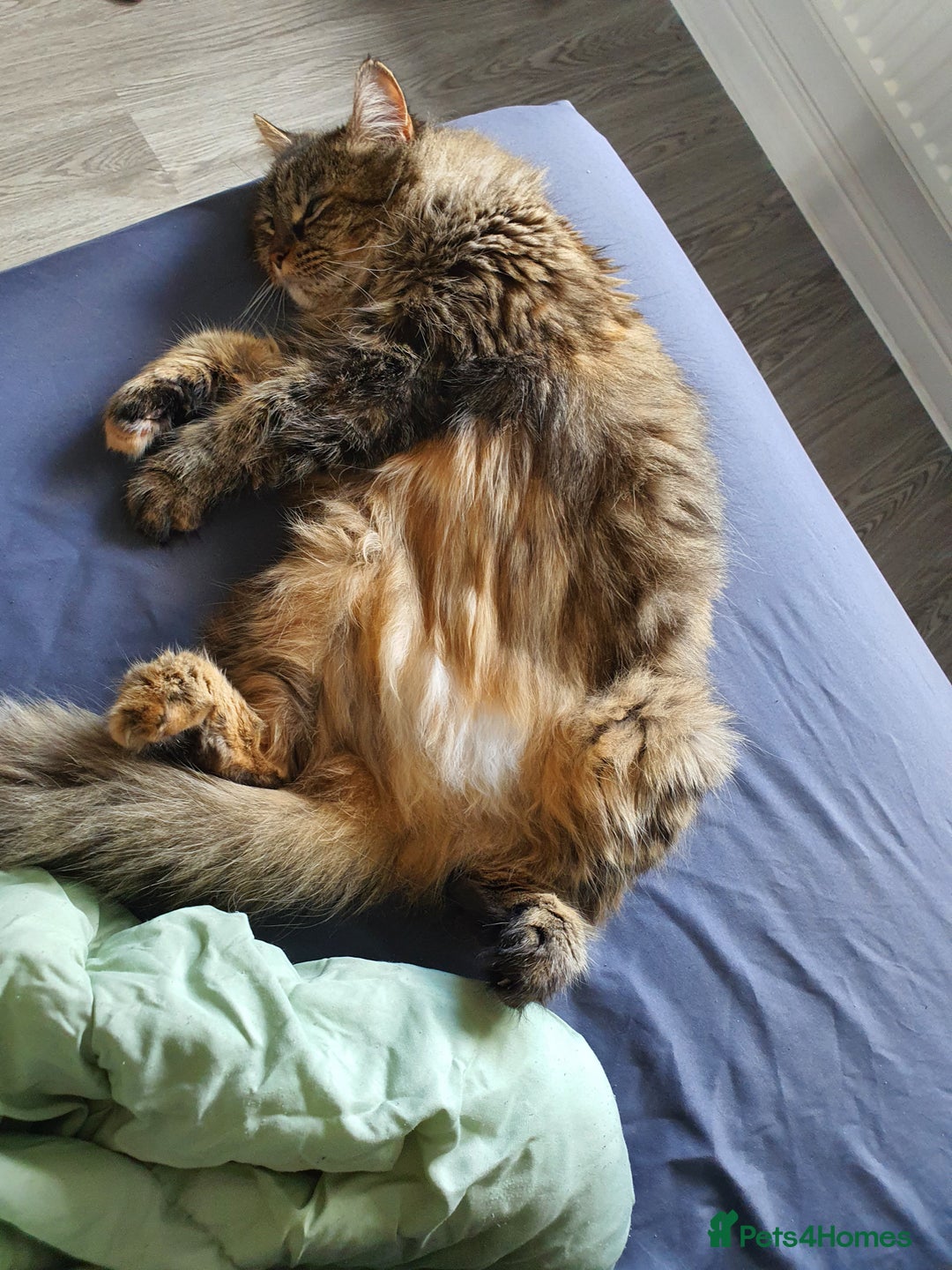 Mixed Breed cats for sale: Frankie  - Image 8