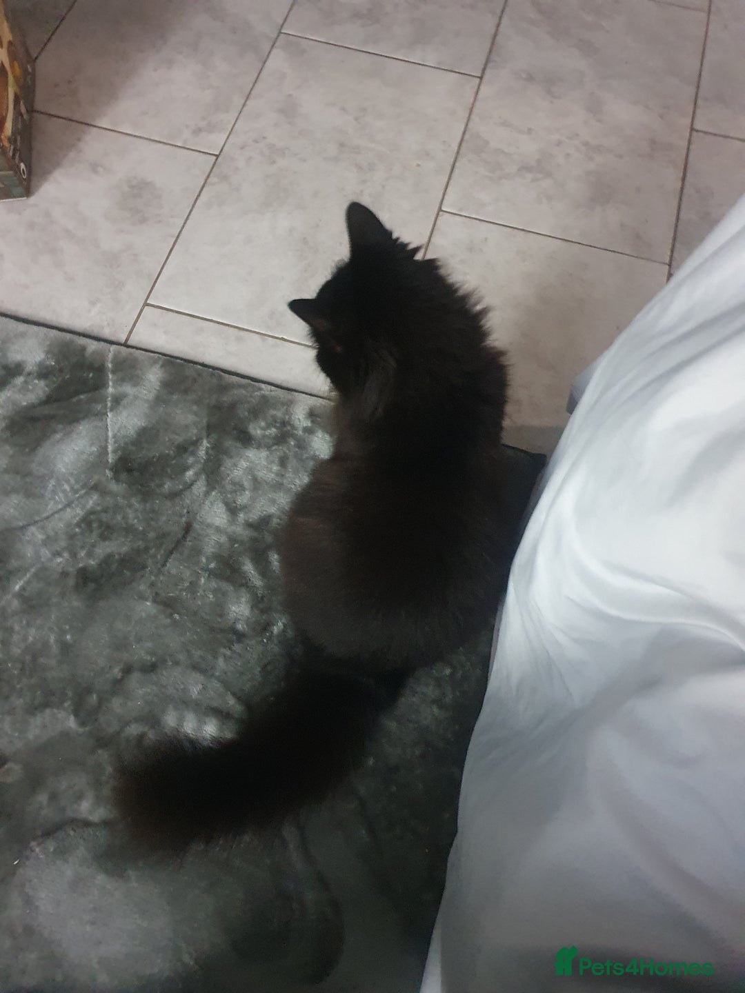 Mixed Breed cats for sale: Beautiful black cat 1 year old read description 🙏 - Advert 14