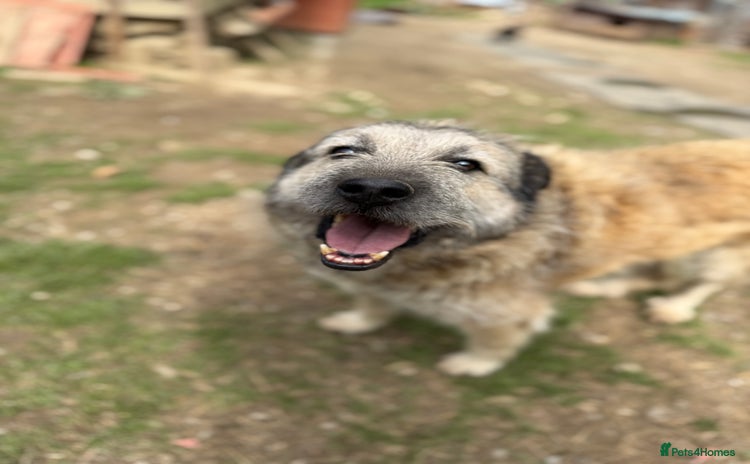 Mixed Breed dogs - Advert 5