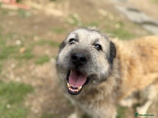 Mixed Breed dogs Retired boy needs a family - Advert 10