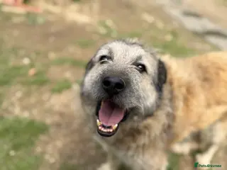 Mixed Breed dogs Retired boy needs a family - Advert 10