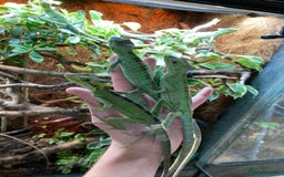 Iguana reptiles for sale: Eastern Casquehead & Hernandez’s Helmeted Iguanas - Image 7