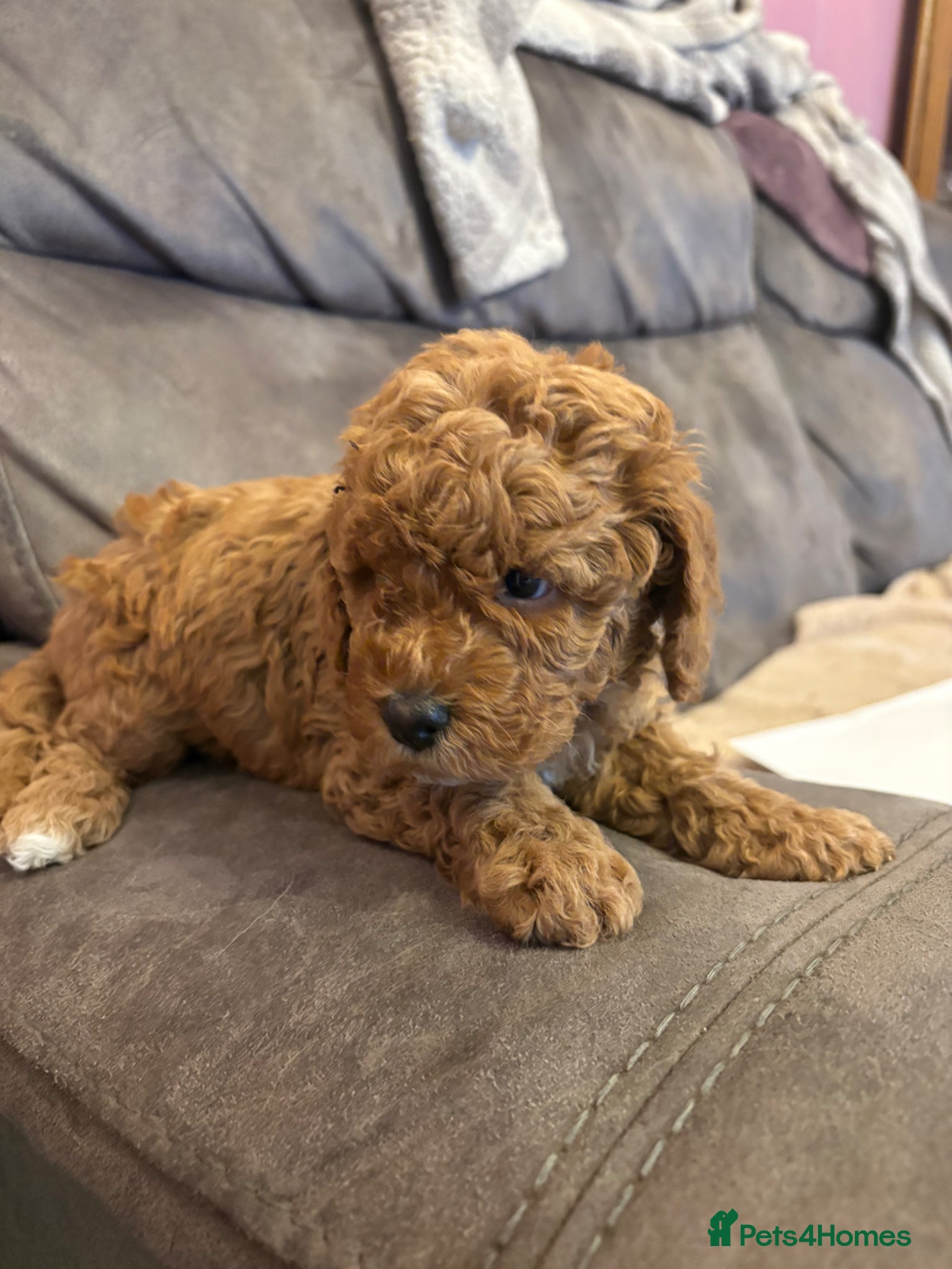 Cockapoo dogs Stunning cockapoo puppies to be reserved  - Advert 15