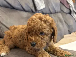 Cockapoo dogs Stunning cockapoo puppies to be reserved - Advert 15