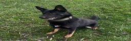 German Shepherd dogs for sale: 3years black n tan male security family guard - Advert 5