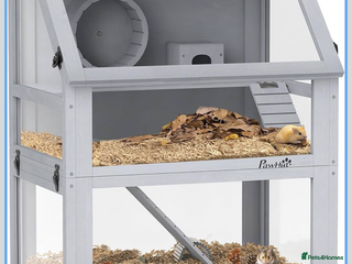 Mouse rodents Mice - Advert 2