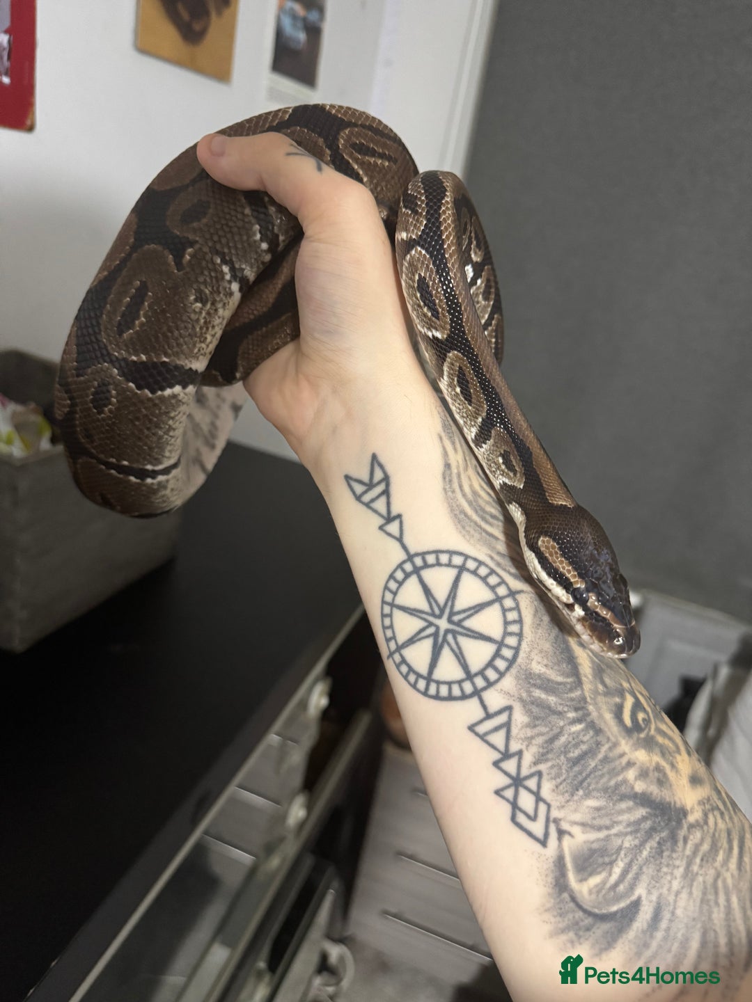 Python Snake reptiles for sale: Male Royal python  - Image 3