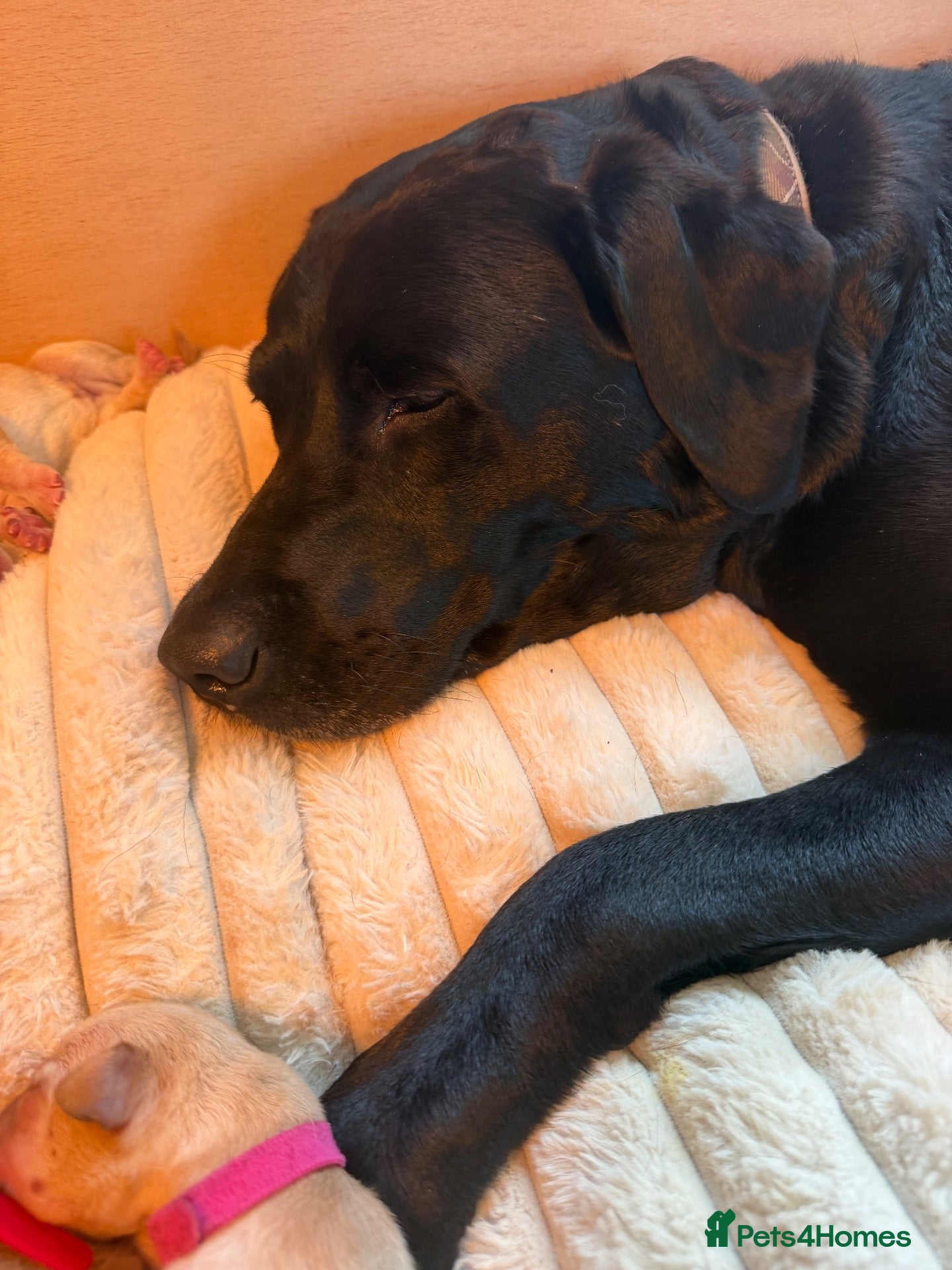 Labrador Retriever dogs Labrador puppies  - Advert 1