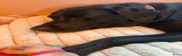 Labrador Retriever dogs for sale: Labrador puppies  in Stafford - Advert 1