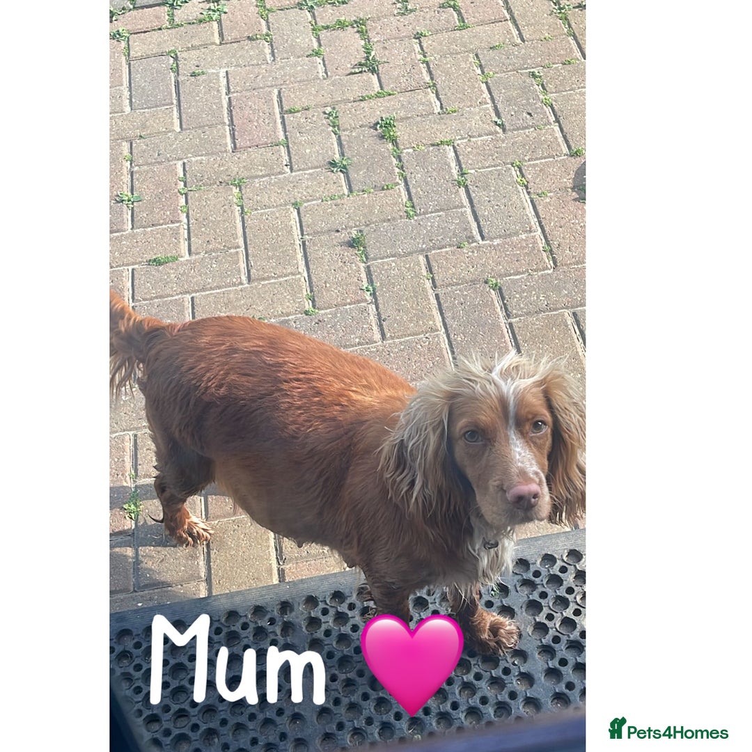 Cocker Spaniel dogs for sale: Show cocker spaniels Chocolate tan and white - Image 5