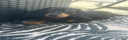 Miniature Dachshund dogs for sale: KC Miniature Dashchunds Puppies - Advert 5