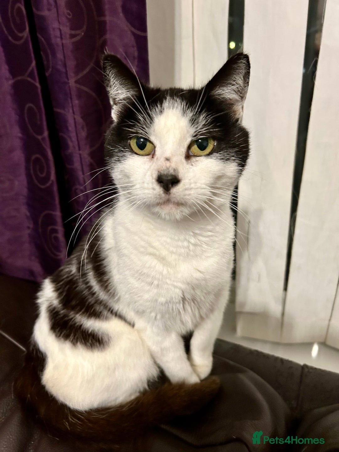 Mixed Breed cats for sale: 4 beautiful kitten for sale  - Advert 2