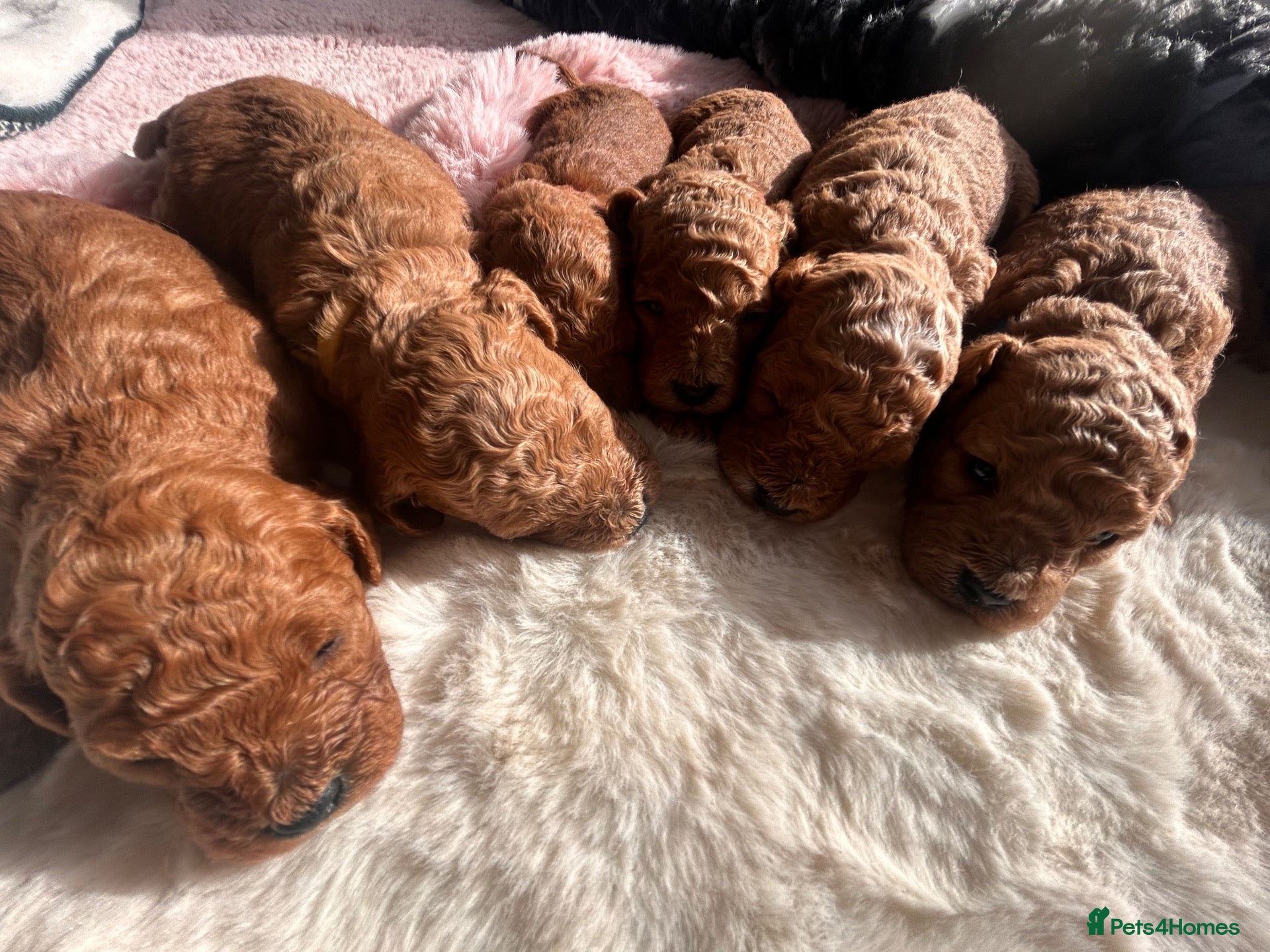 Cavapoo dogs RED HEALTH TESTED CAVAPOOS 5 STAR LICENSED  - Advert 5