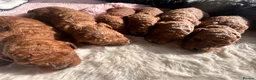 Cavapoo dogs for sale: RED HEALTH TESTED CAVAPOOS 5 STAR LICENSED  - Advert 2