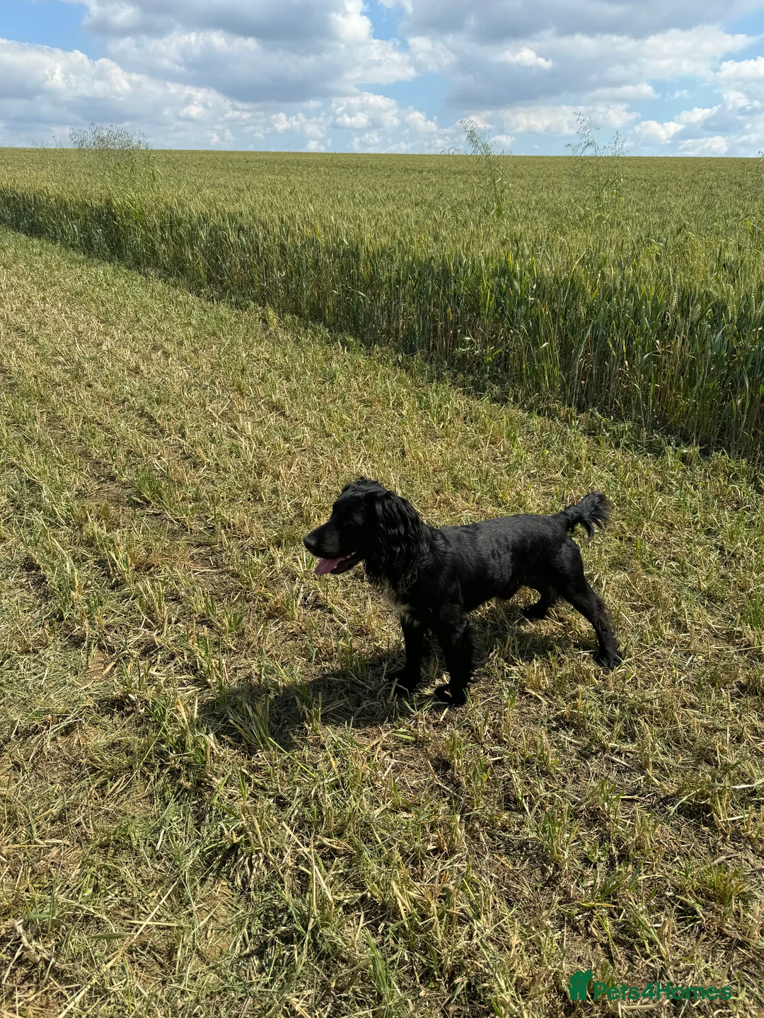 Cocker Spaniel dogs for stud: Working Cocker Spaniel available for Stud  in Chelmsford - Advert 9