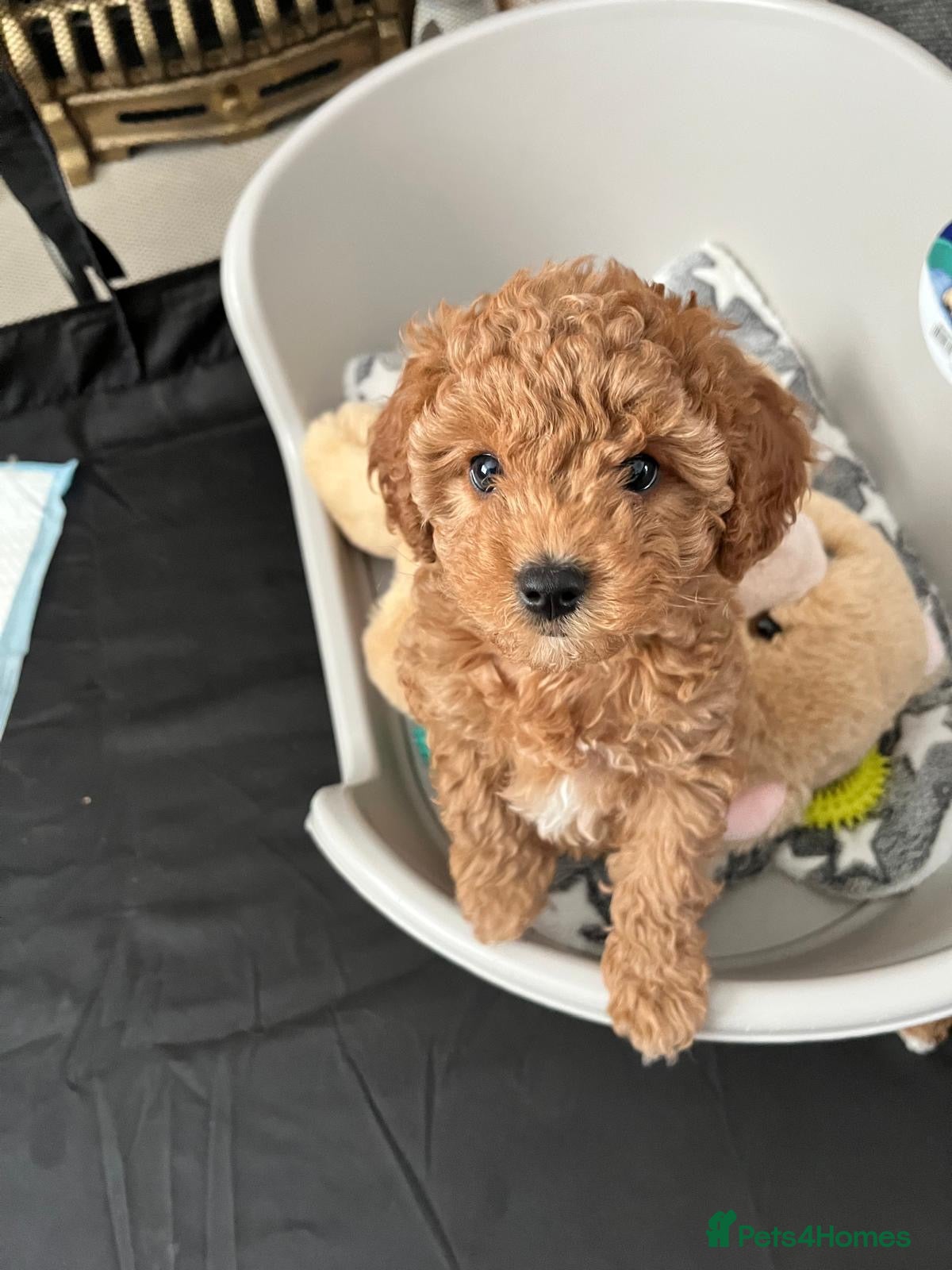 Cavapoo dogs Cavapoo Puppies F1B READY TO LEAVE 🩷 - Advert 6