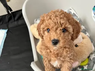 Cavapoo dogs Cavapoo Puppies F1B READY TO LEAVE 🩷 - Advert 9