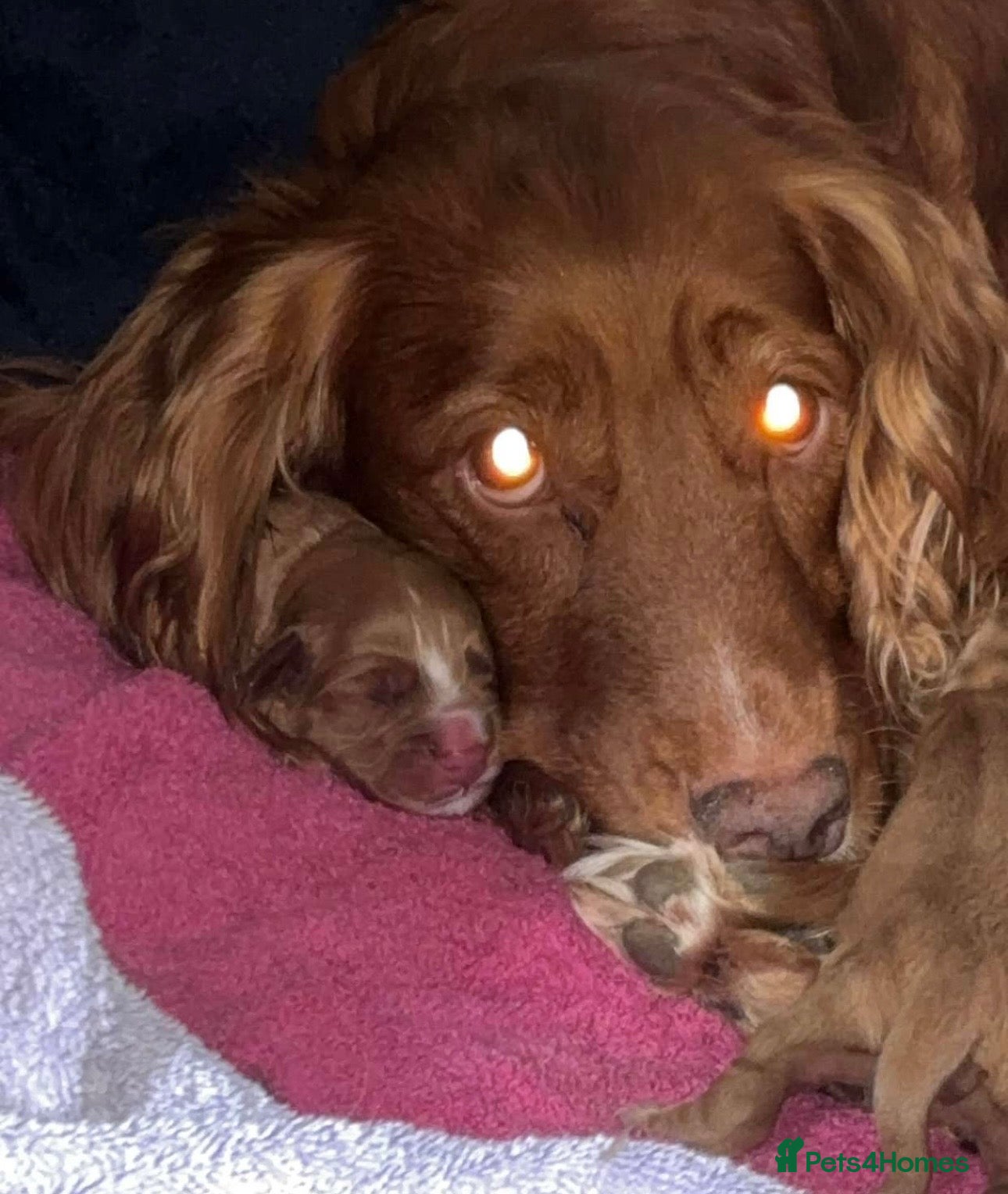Cocker Spaniel dogs KC COCKER SPANIELS  - Advert 2