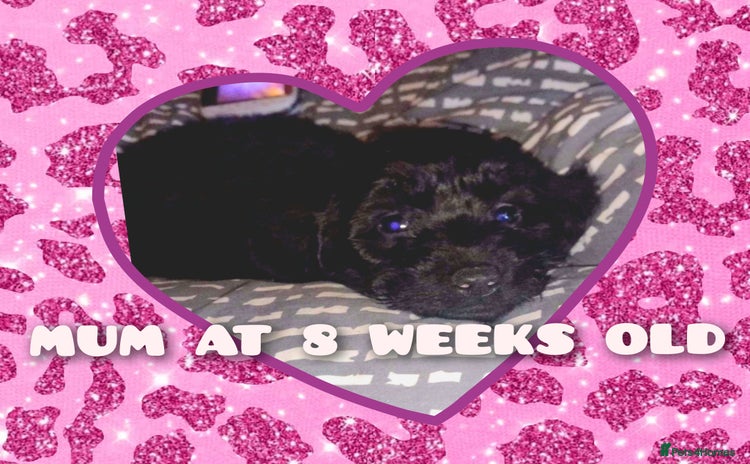 Cockapoo dogs 🐶🐾Tiny F2 cockapoo puppies🐶🐾 - Advert 5