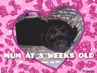 Cockapoo dogs 🐶🐾Tiny F2 cockapoo puppies🐶🐾 - Advert 14