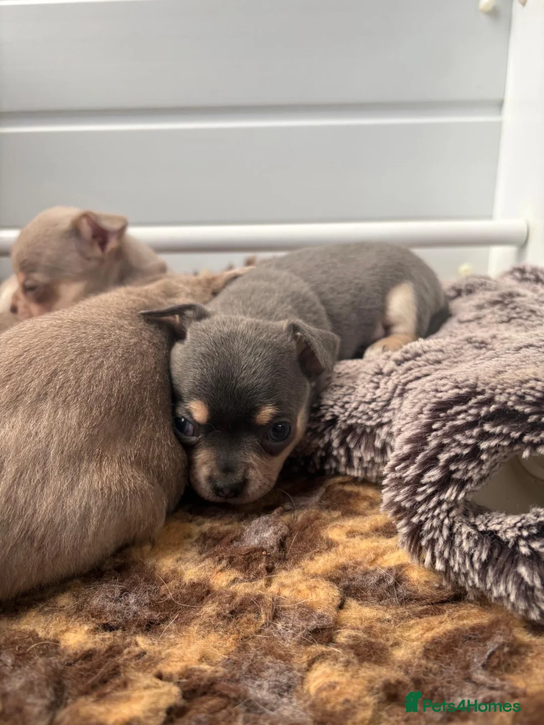 Chihuahua dogs for sale: 🎉BORN 25/12/25🎉. LAST BOY READY 13/03/26 💛💛💛 - Advert 8