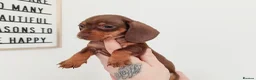 Miniature Dachshund dogs for sale: KC miniature dachshunds  - Advert 22