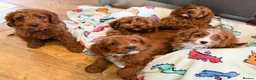 Cavapoo dogs for sale: Extensively health tested F1 Toy Cavapoo Puppies - Advert 1