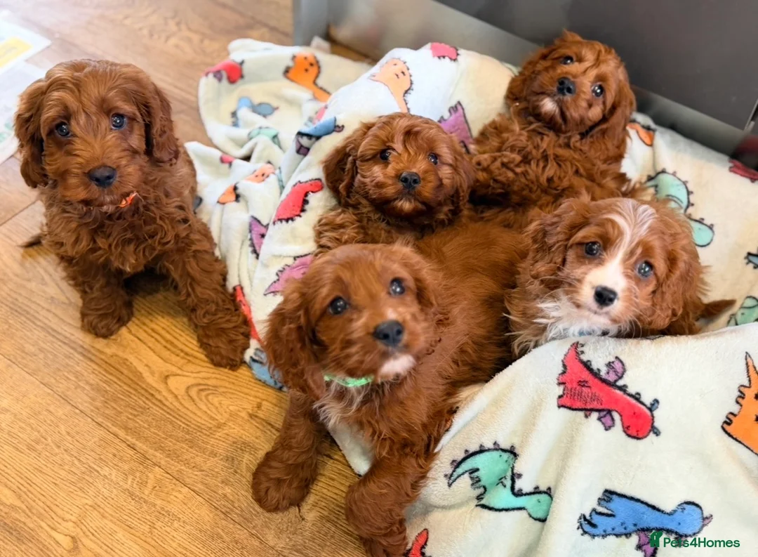 Cavapoo dogs for sale: Extensively health tested F1 Toy Cavapoo Puppies - Advert 1