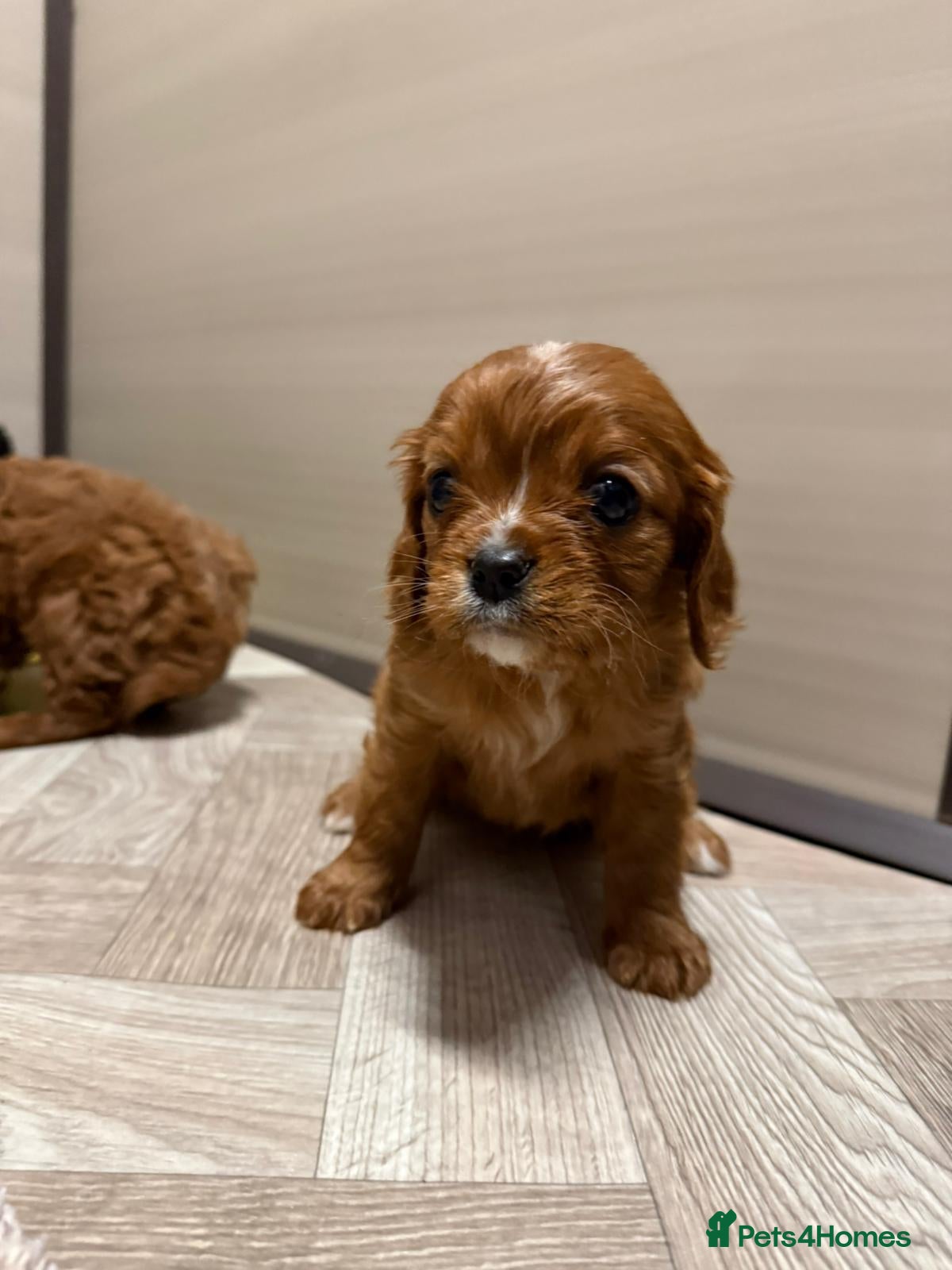 Cavalier King Charles Spaniel dogs Cavalier King Charles puppies.  - Advert 17