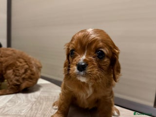 Cavalier King Charles Spaniel dogs Cavalier King Charles puppies. - Advert 2