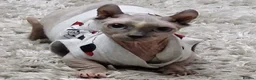 Sphynx cats for sale: Beauiful dwelf girl - Advert 6
