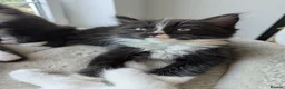 Ragdoll cats for sale: Ragdoll kittens - Advert 14
