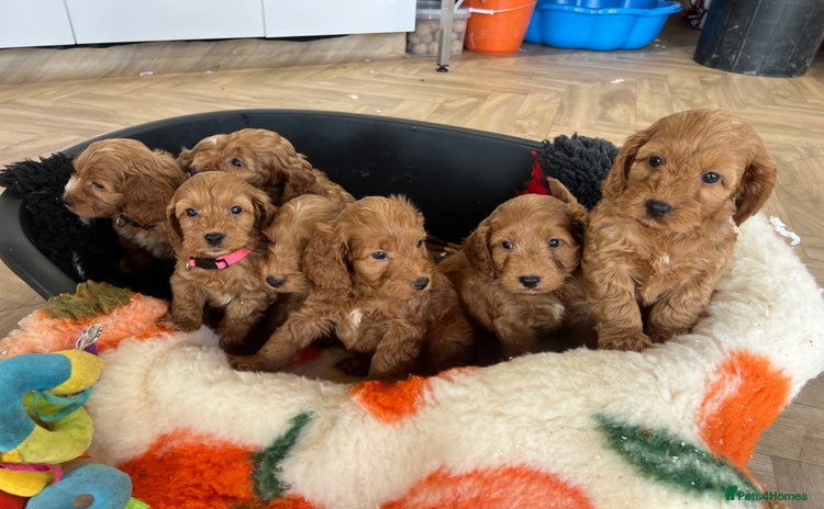 Cockapoo dogs - Advert 1
