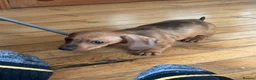 Dachshund dogs for sale: Dachshund puppies - Advert 19