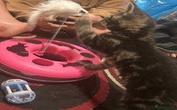 Mixed Breed cats for sale: 3 Beutiful kittens - Image 2