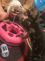 Mixed Breed cats - Advert 8