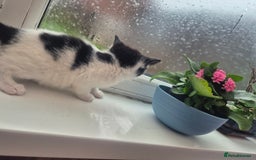 Mixed Breed cats for sale: Playful kittens🥰 - Advert 8