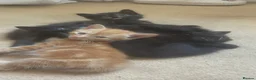 Mixed Breed cats for sale: 4 gorgeous kittens 2 boys 2 girls - Advert 8