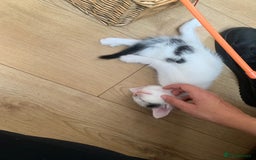 British Shorthair cats for sale: 5 pretty babies looking for home!!❤️ - Image 2