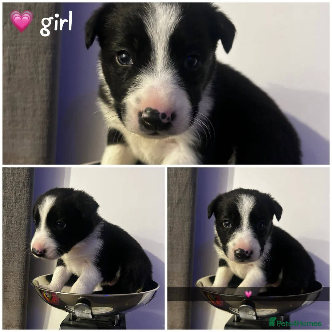 Border Collie dogs for sale: 1 little girl left  - Advert 11