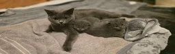 British Shorthair cats for sale:  A very special British Shorthair kitten - Advert 1