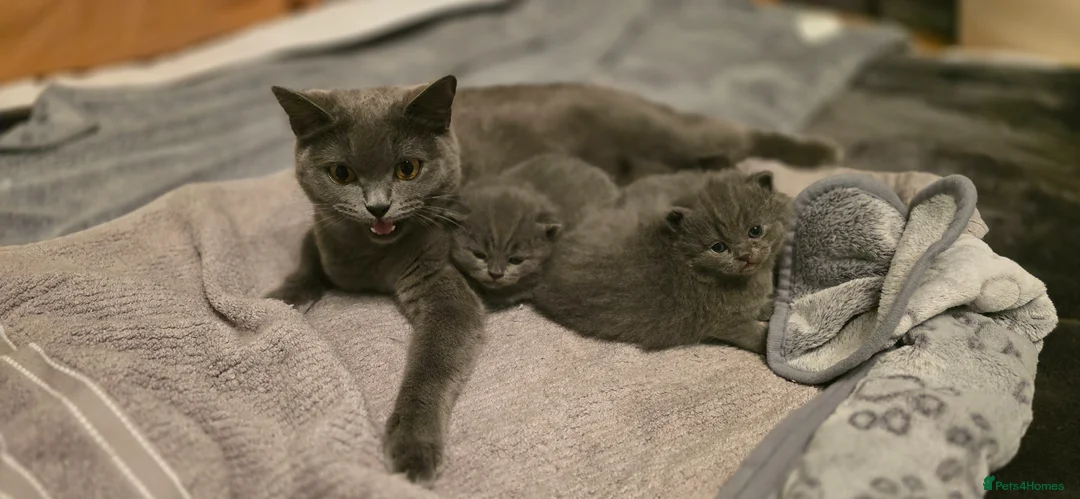 British Shorthair cats for sale:  A very special British Shorthair kitten - Advert 1
