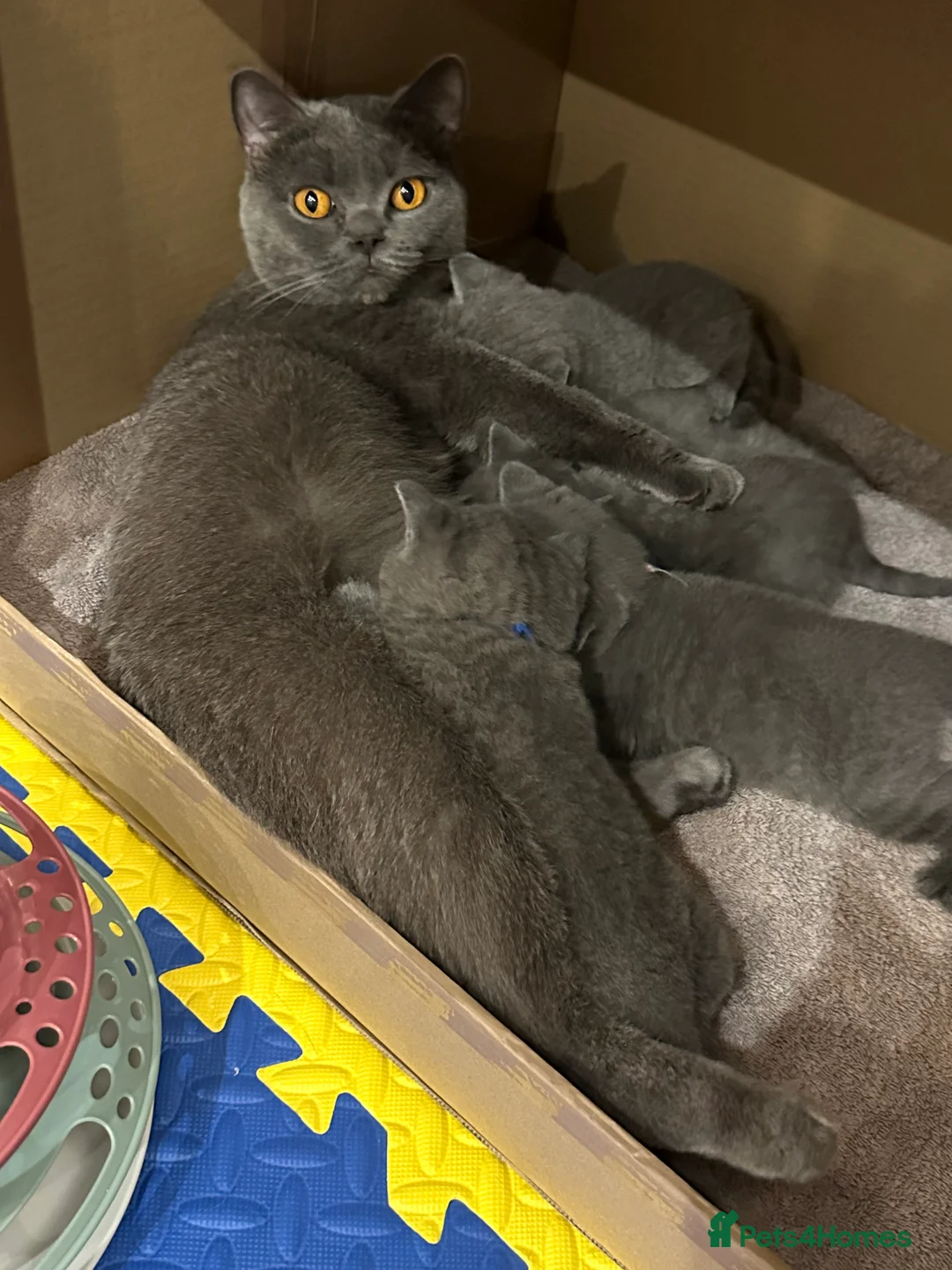 British Shorthair cats for sale: Gorgeous Blue Shorthair Girl - Advert 8
