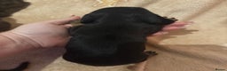 Miniature Dachshund dogs for sale: one girl miniature dachshund  - Advert 3
