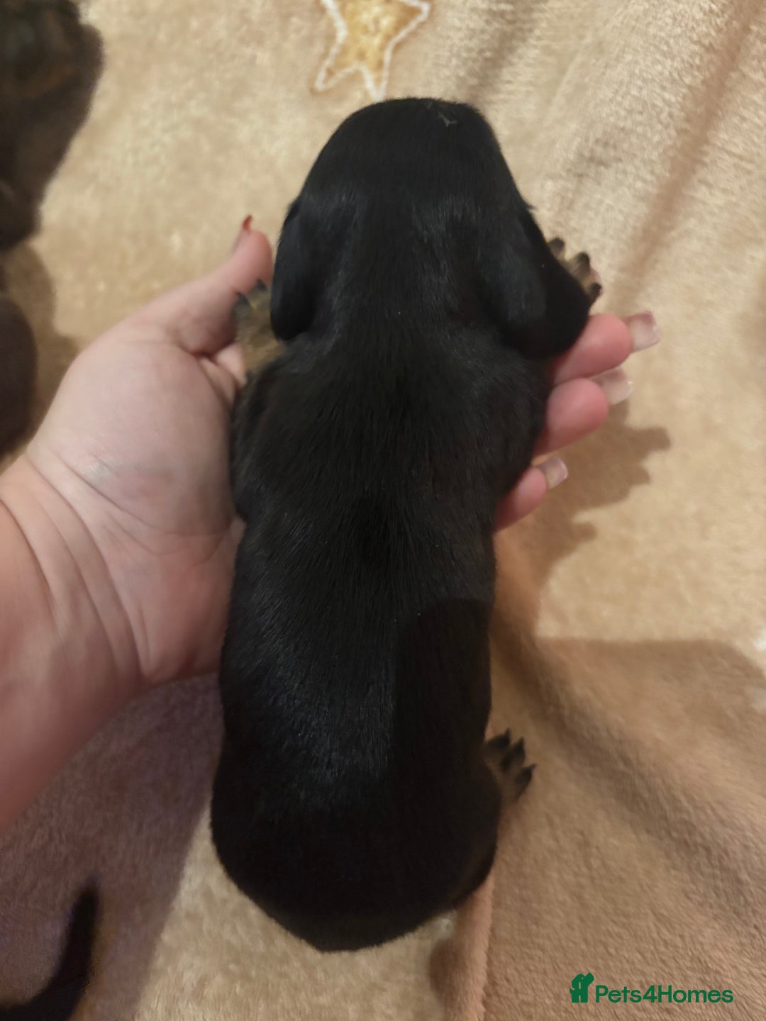 Miniature Dachshund dogs for sale: one girl miniature dachshund  - Advert 3