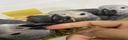 Parrots birds for sale: 2 MALES LEFT Super cuddly baby African greys  - Advert 3