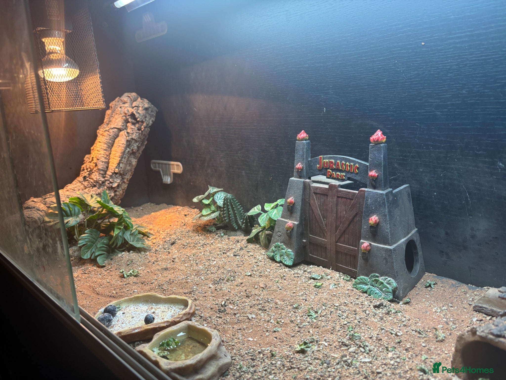 Bearded Dragon reptiles for sale: Red bearded dragon in Eastbourne - Advert 6
