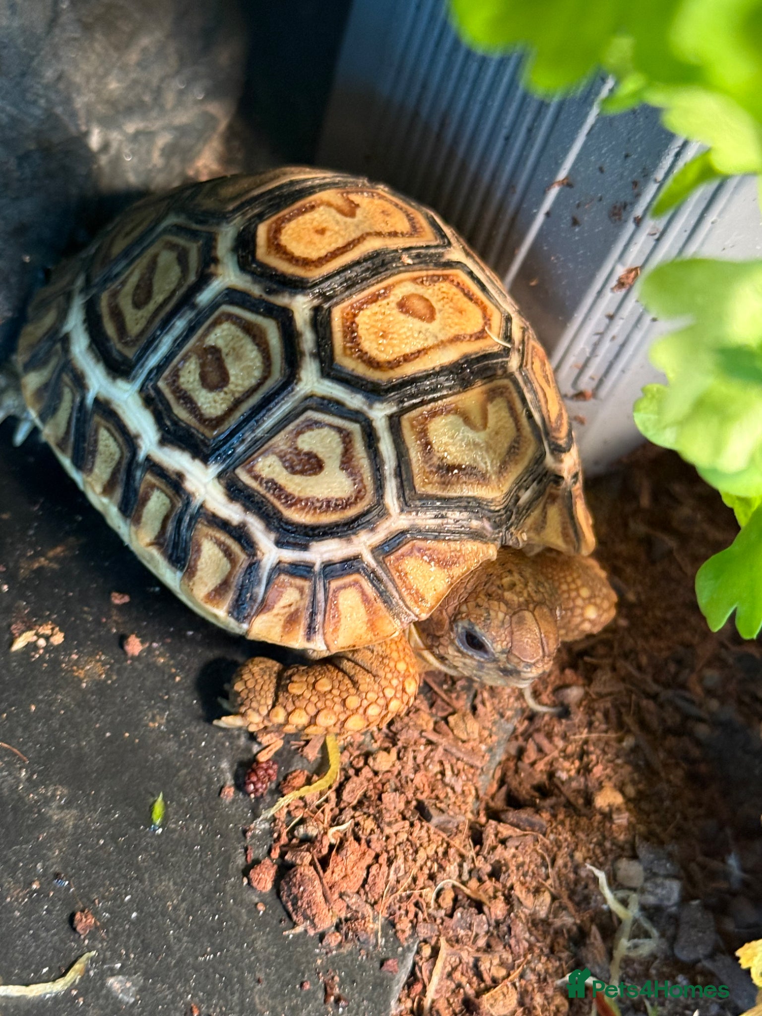 Tortoise reptiles Two Leopard Tortoise with setup - Advert 2